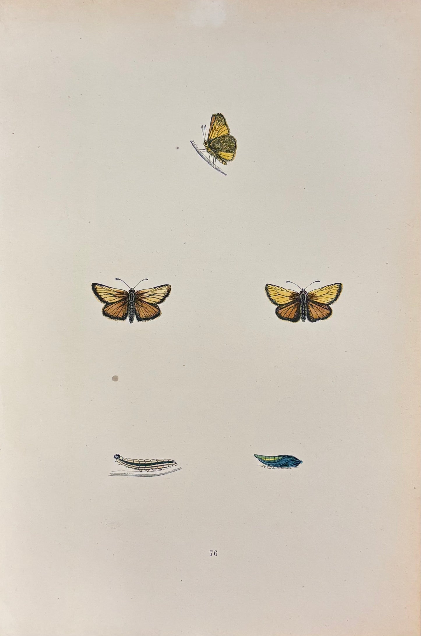 British Butterflies (Pl. 76) by Henry Noel Humphreys