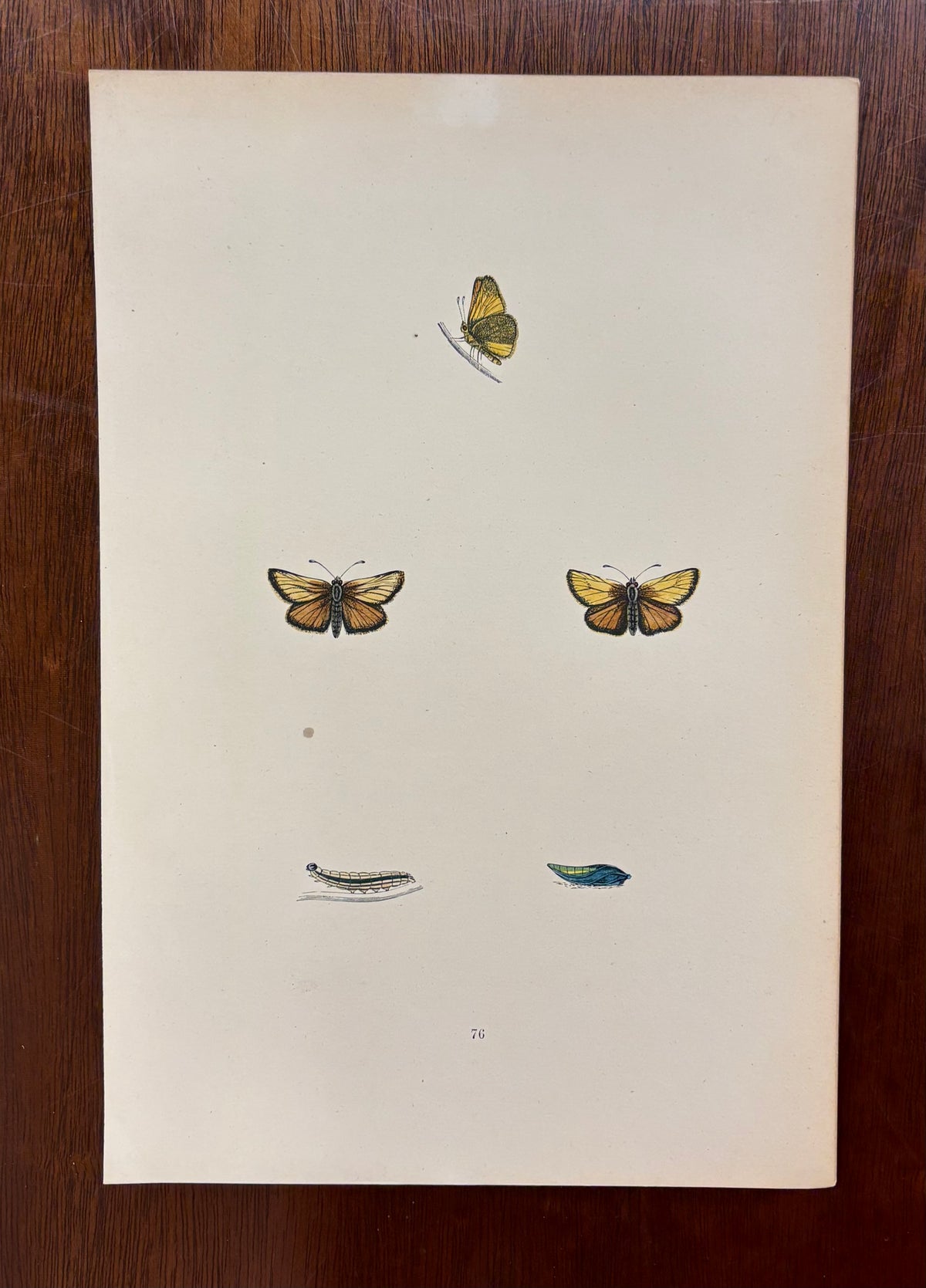 British Butterflies (Pl. 76) by Henry Noel Humphreys