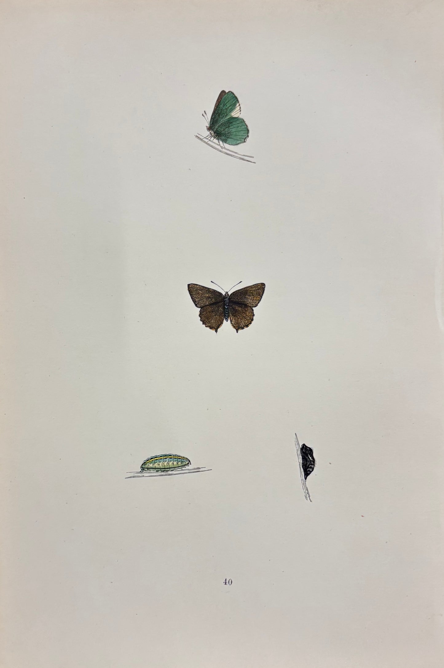 British Butterfly (Pl. 40) by Henry Noel Humphreys