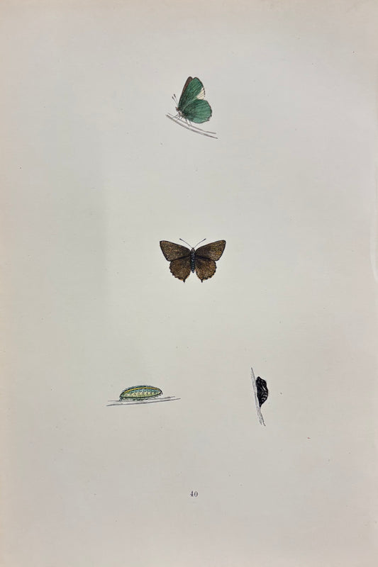 British Butterfly (Pl. 40) by Henry Noel Humphreys
