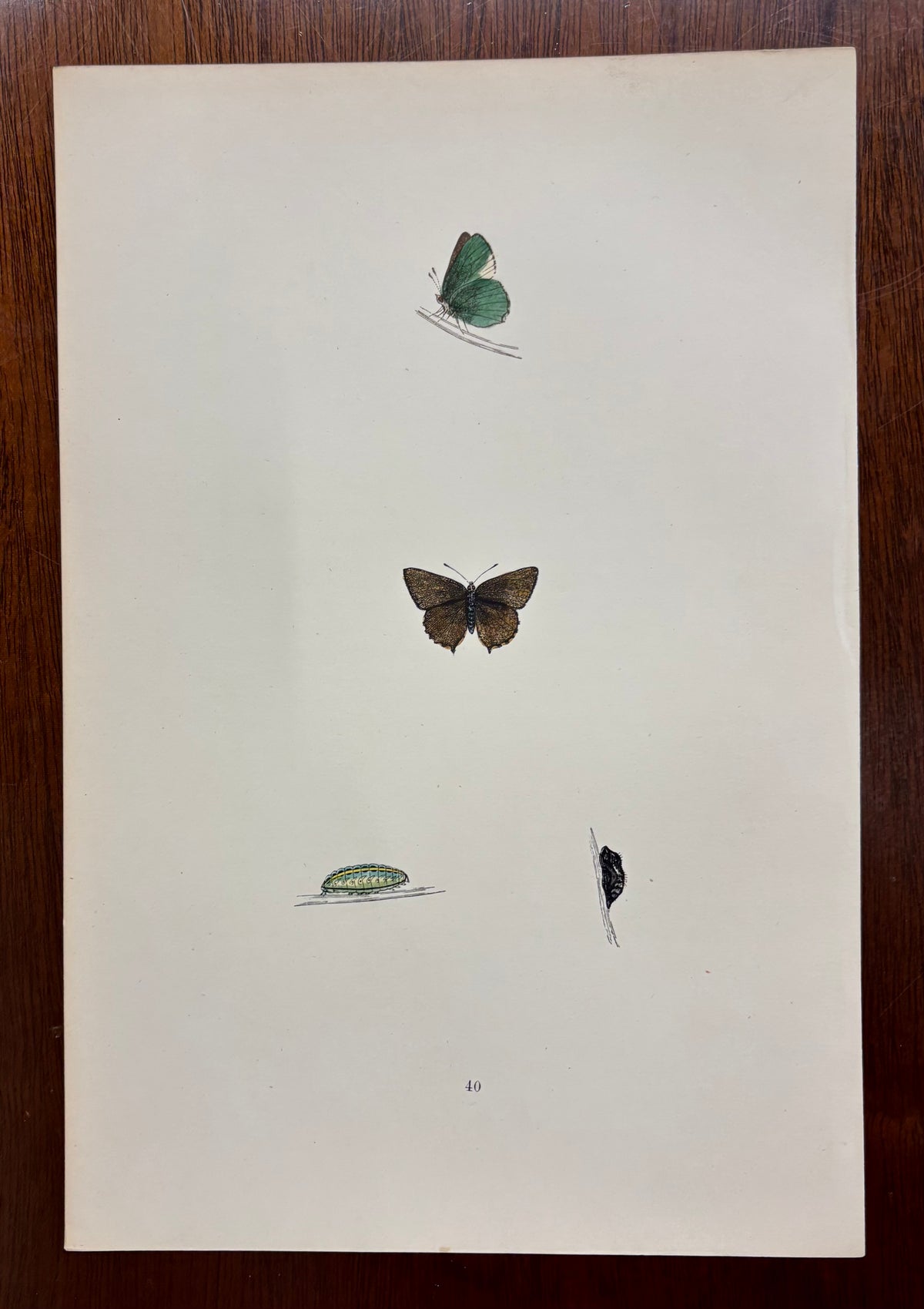 British Butterfly (Pl. 40) by Henry Noel Humphreys