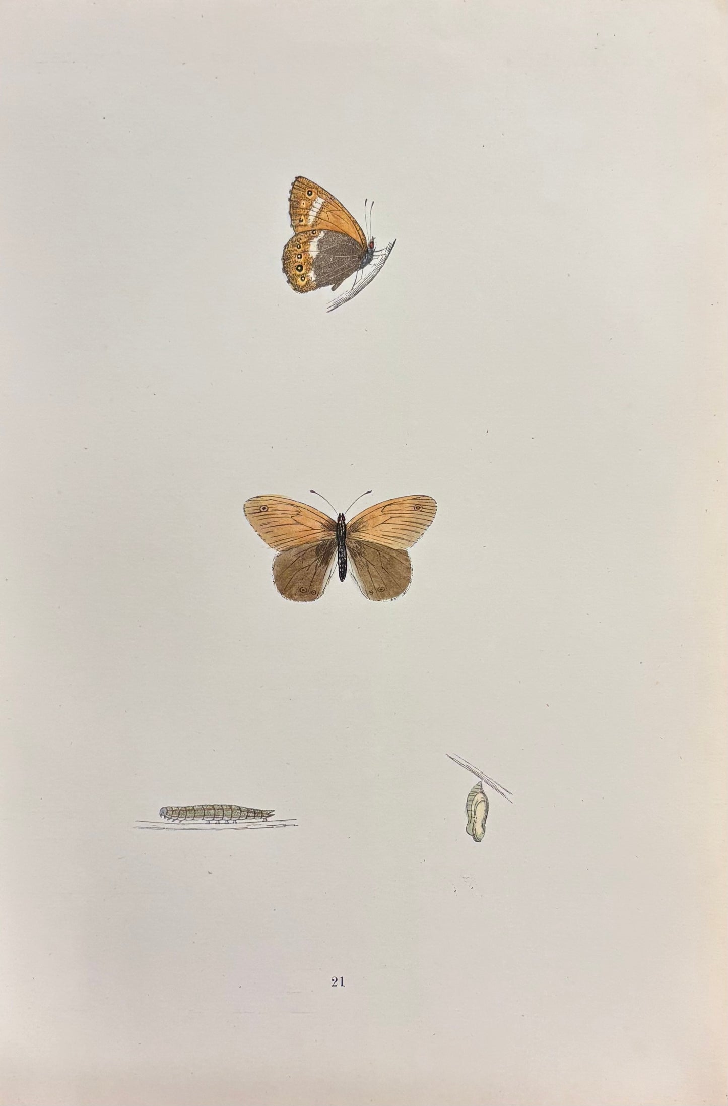 British Butterflies (Pl. 21) by Henry Noel Humphreys