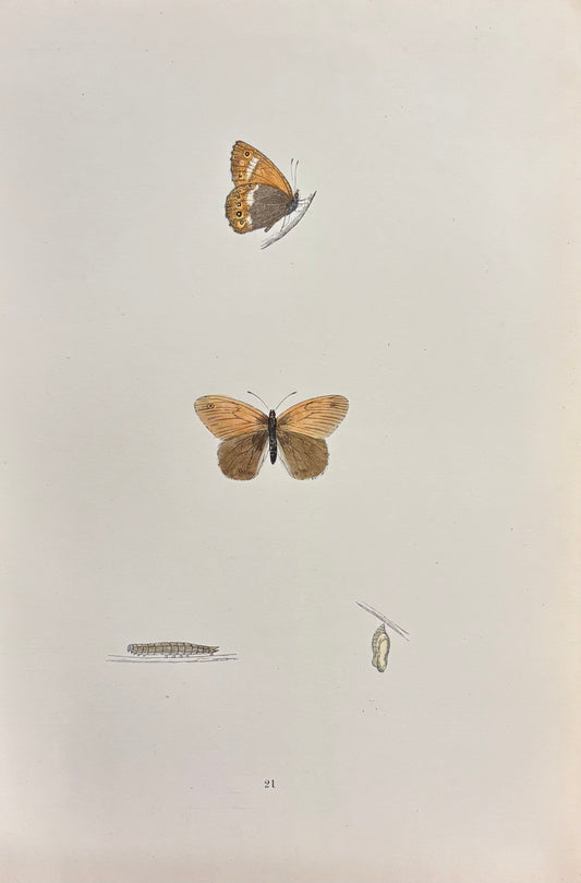 British Butterflies (Pl. 21) by Henry Noel Humphreys
