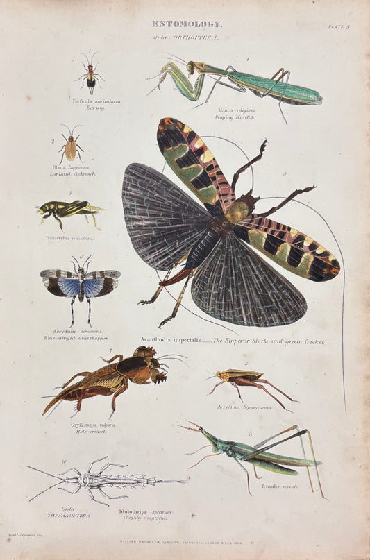 Entomology (Pl. 5) by Charles Claude Pyne