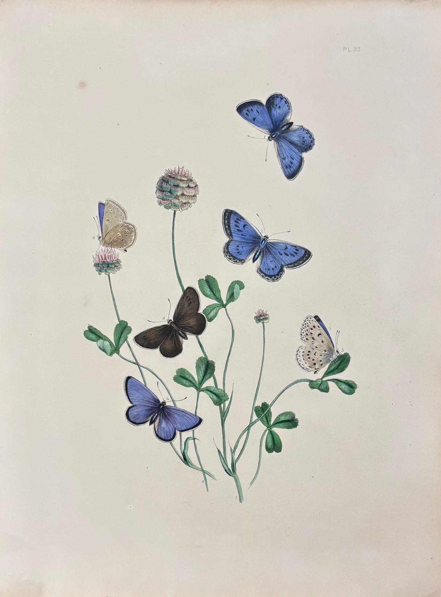 Butterflies (Pl. 32) by Henry Noel Humphreys