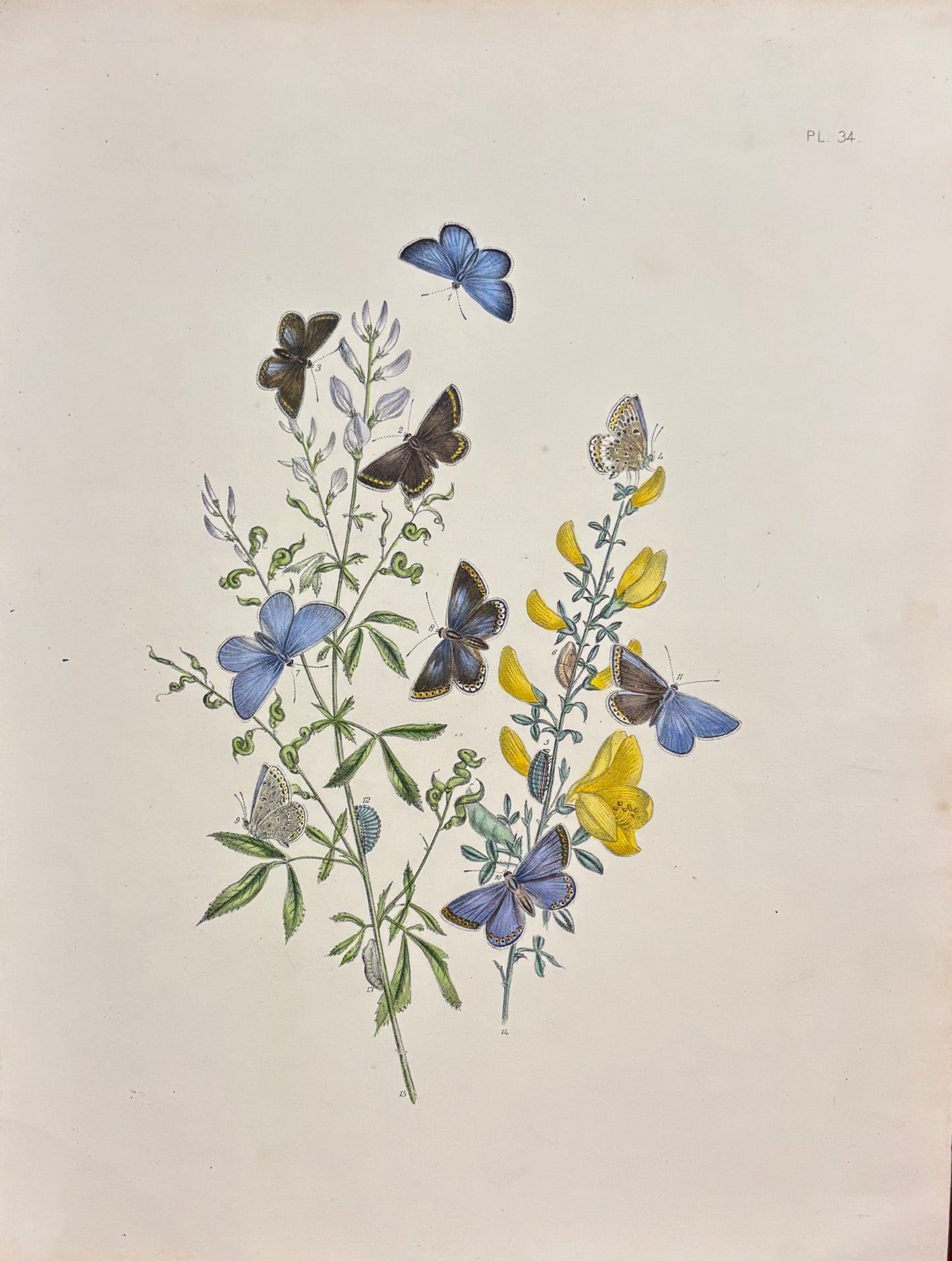Butterflies (Pl. 34) by Henry Noel Humphreys