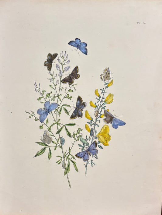 British Butterflies (Pl. 34) by Henry Noel Humphreys