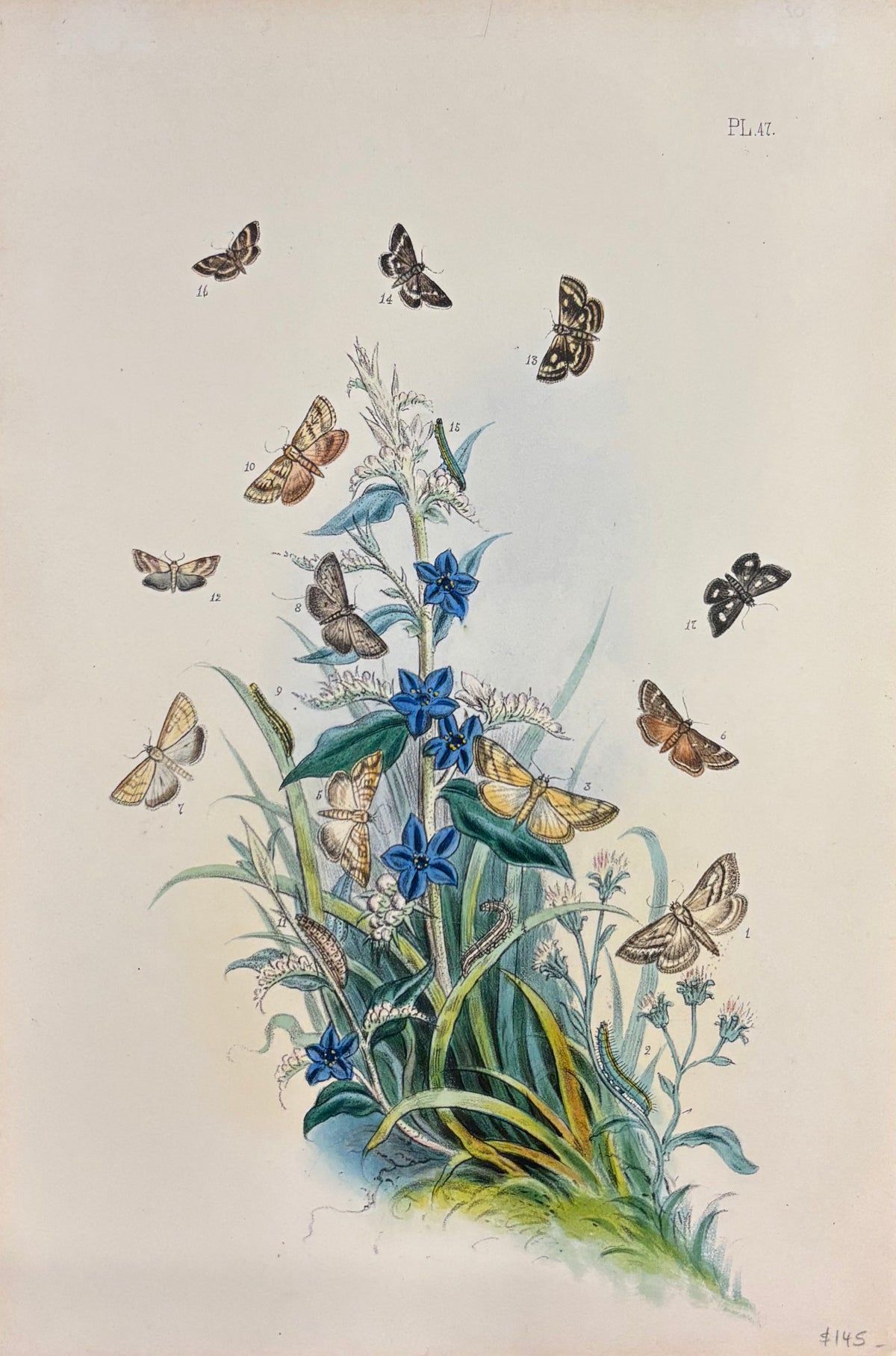 Moths (Pl. 47) by Henry Noel Humphreys