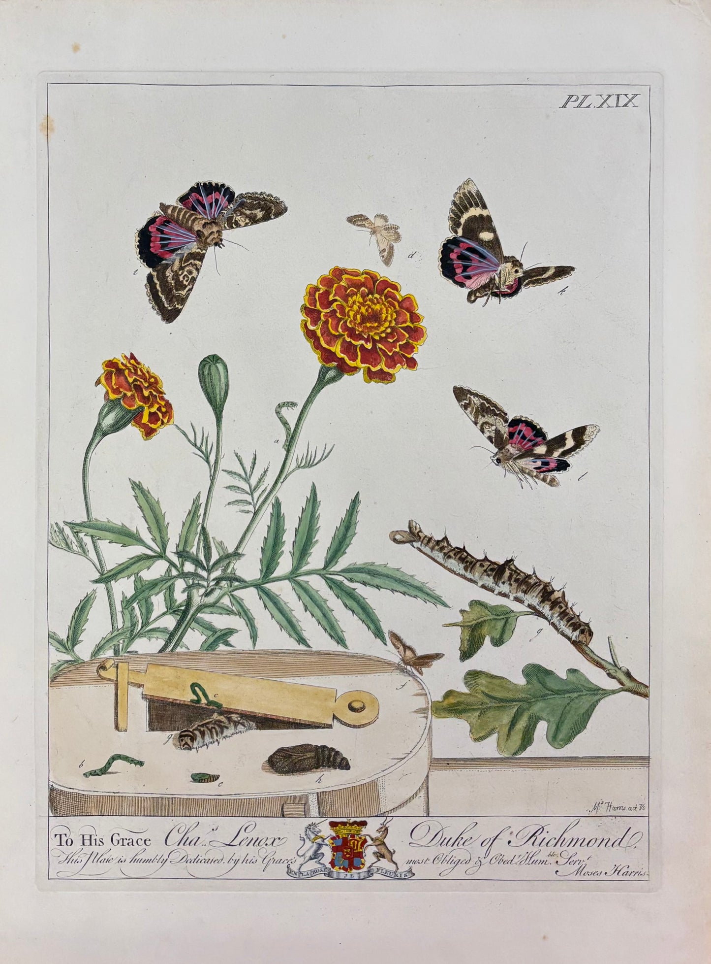 Flowers, Butterflies, and Caterpillars (Pl. XIX) by Moses Harris