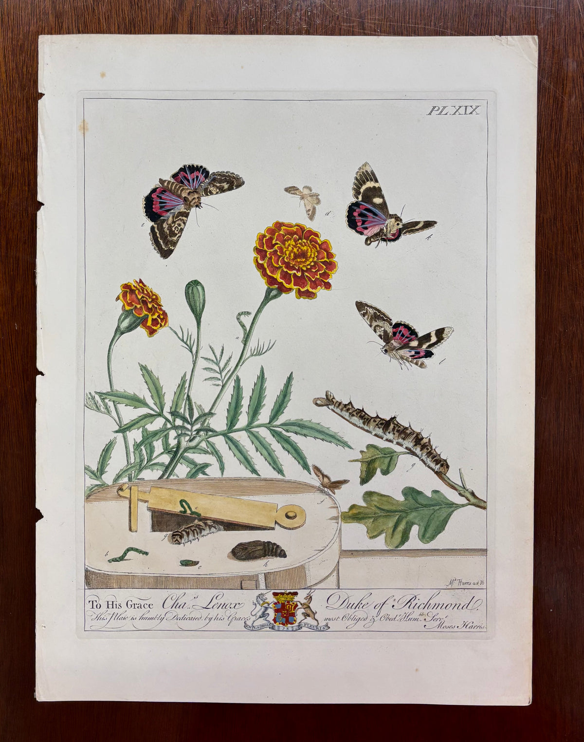 Flowers, Butterflies, and Caterpillars (Pl. XIX) by Moses Harris