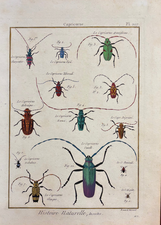 Capricorne (Plate 207) by Robert Bénard