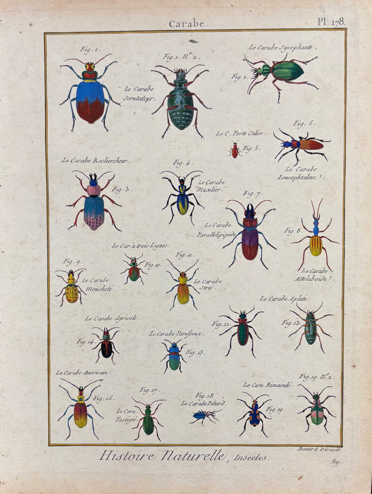 Carabe (Plate 178) by Robert Bénard