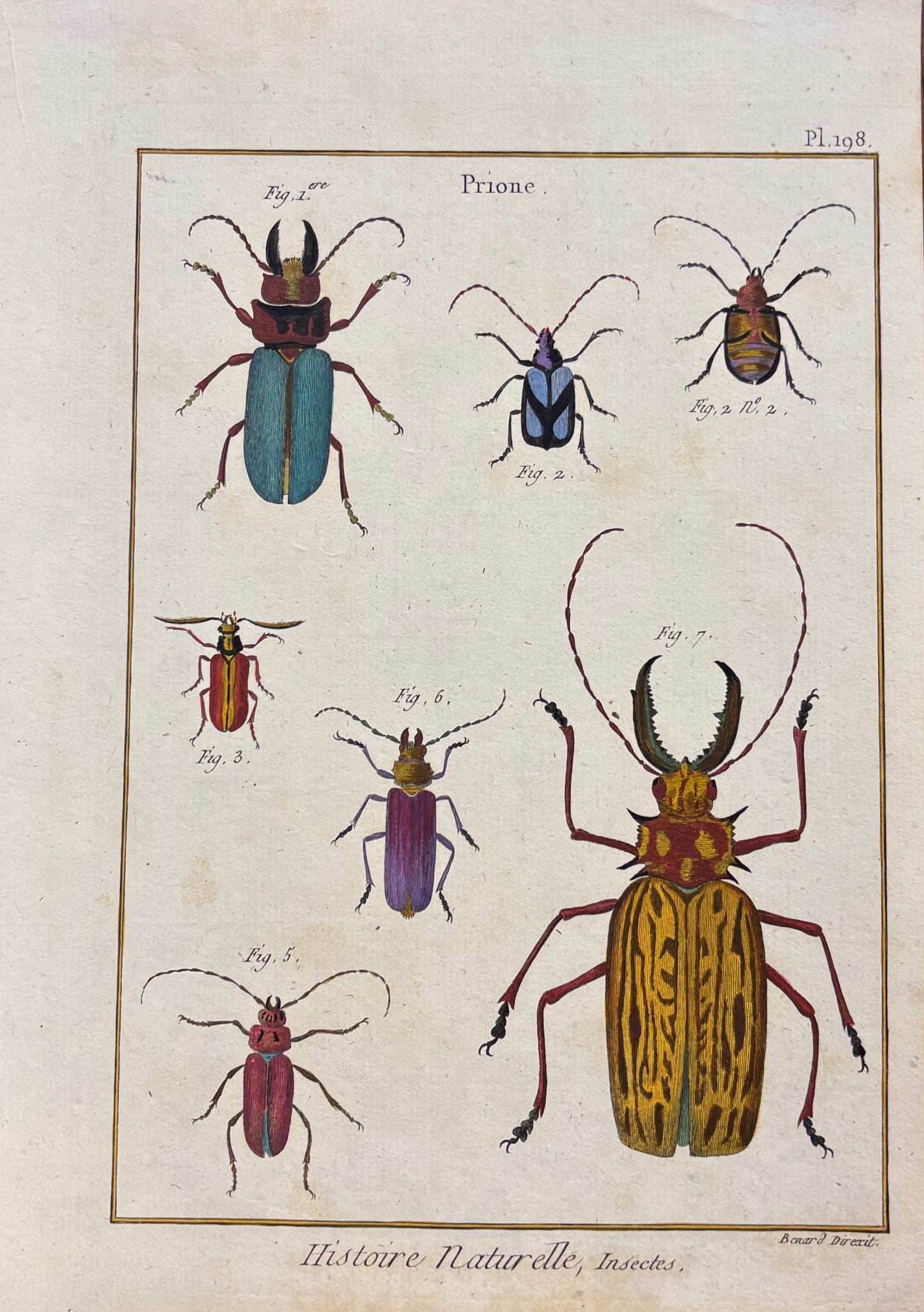 Prione (Plate 198) by Robert Bénard