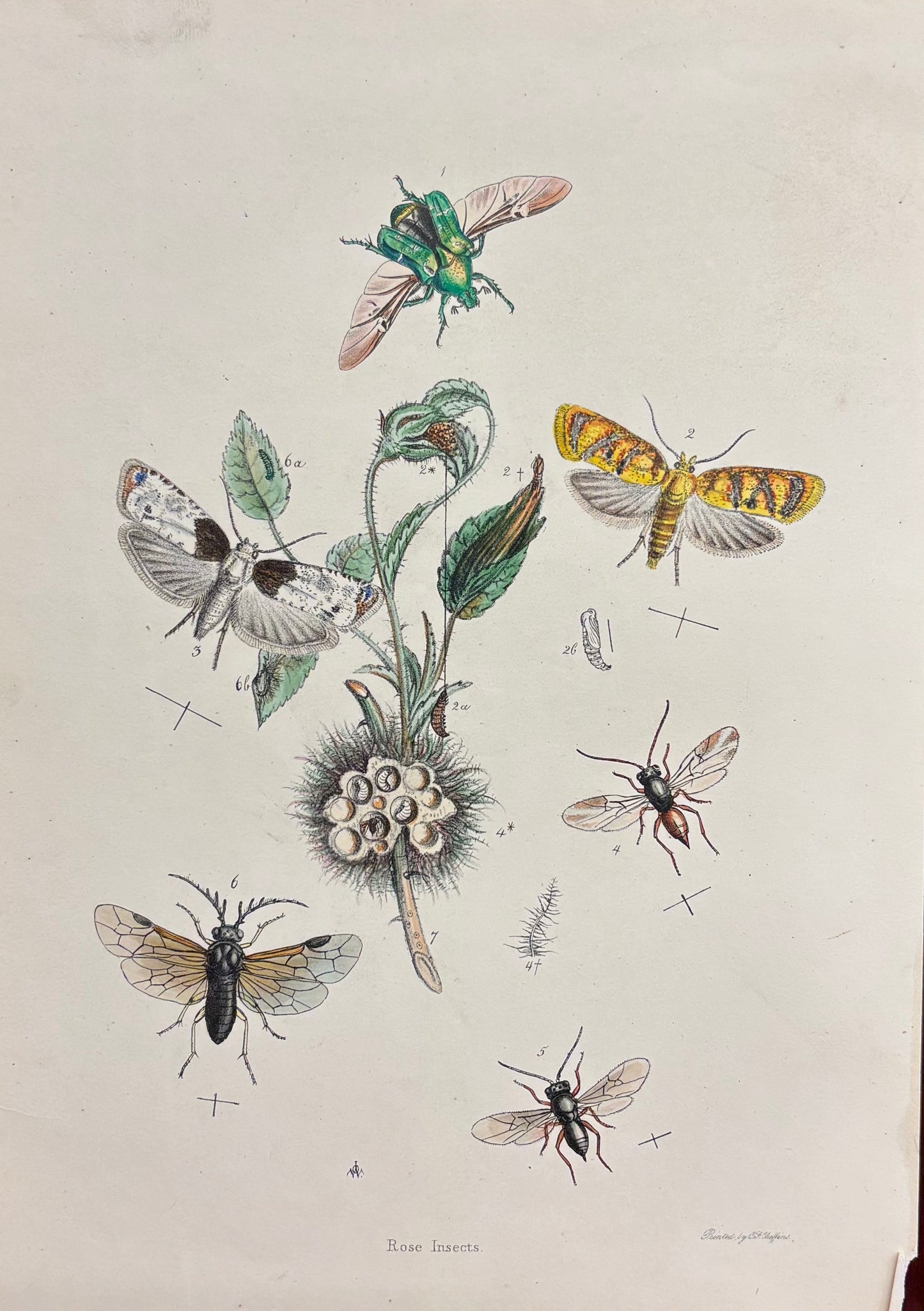 Rose Insects by Flowers by John Obadiah Westwood