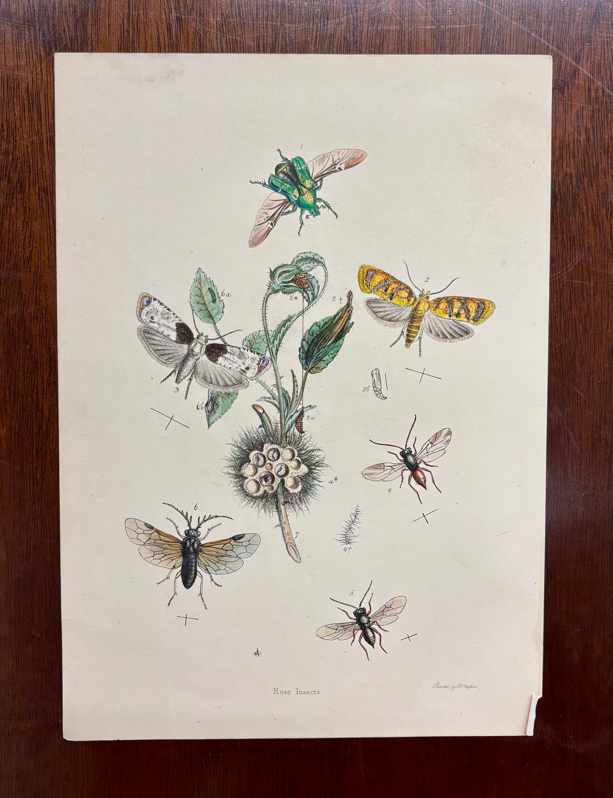 Rose Insects by Flowers by John Obadiah Westwood