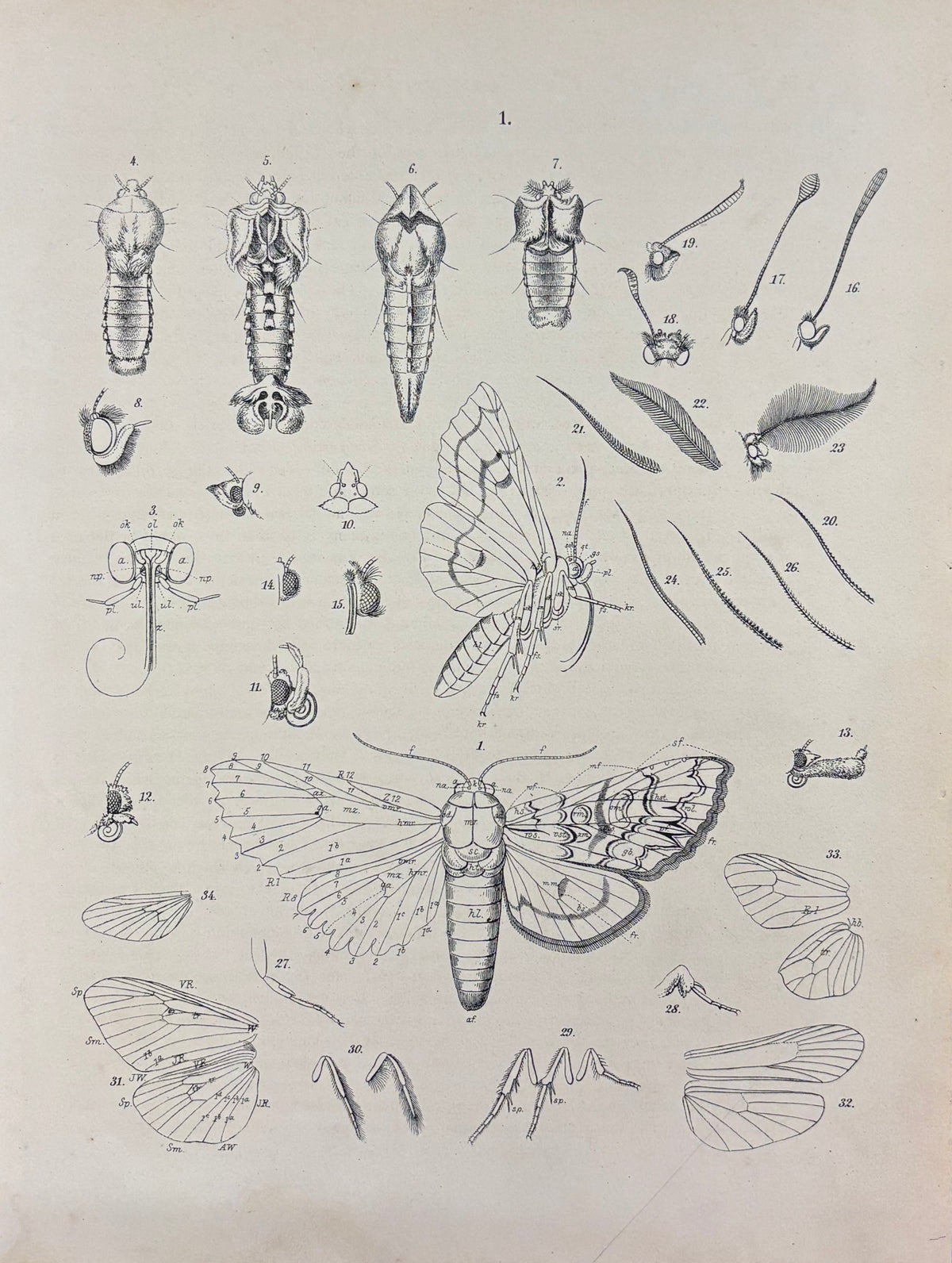 Insect Anatomy by William Forsell Kirby