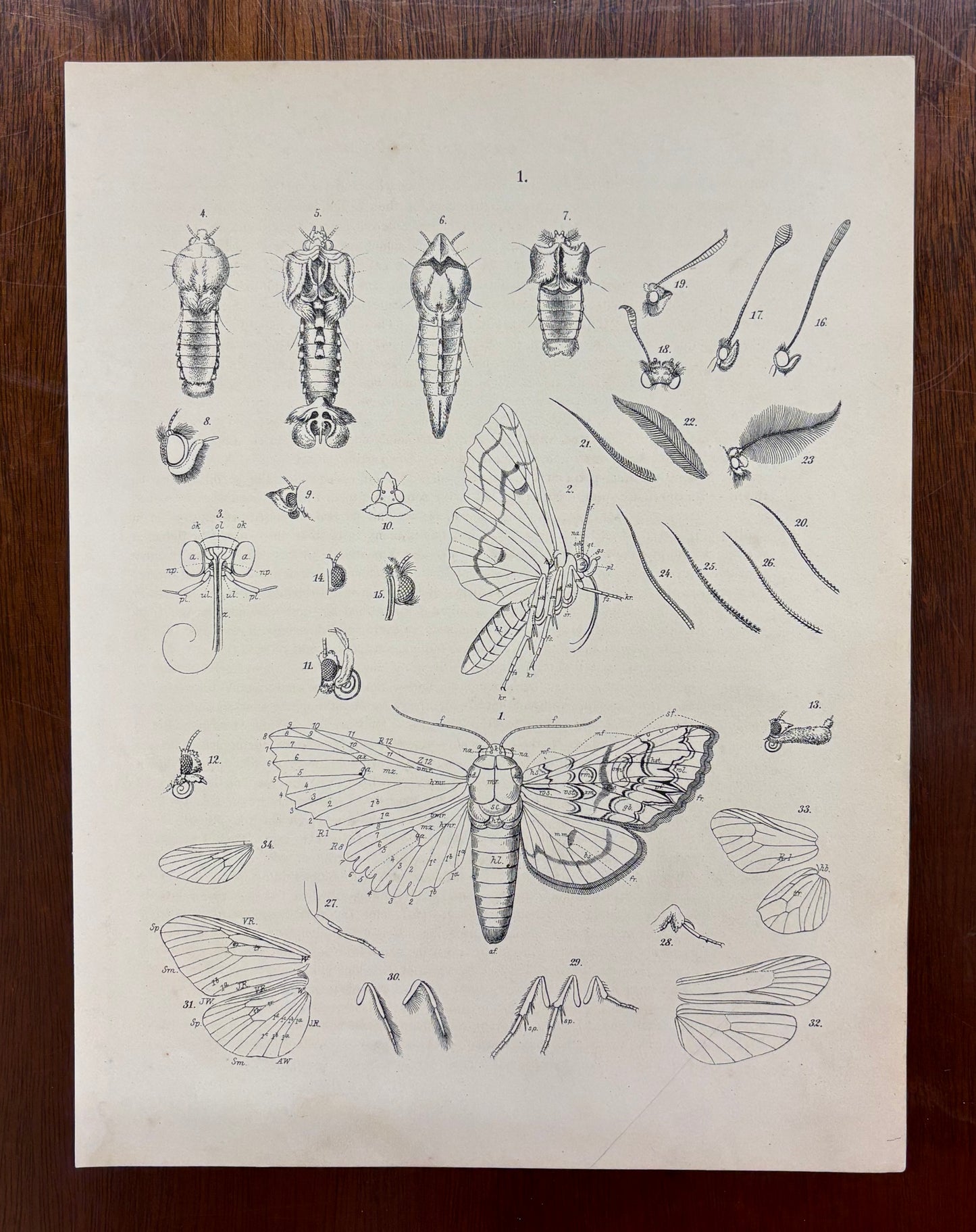 Insect Anatomy by William Forsell Kirby