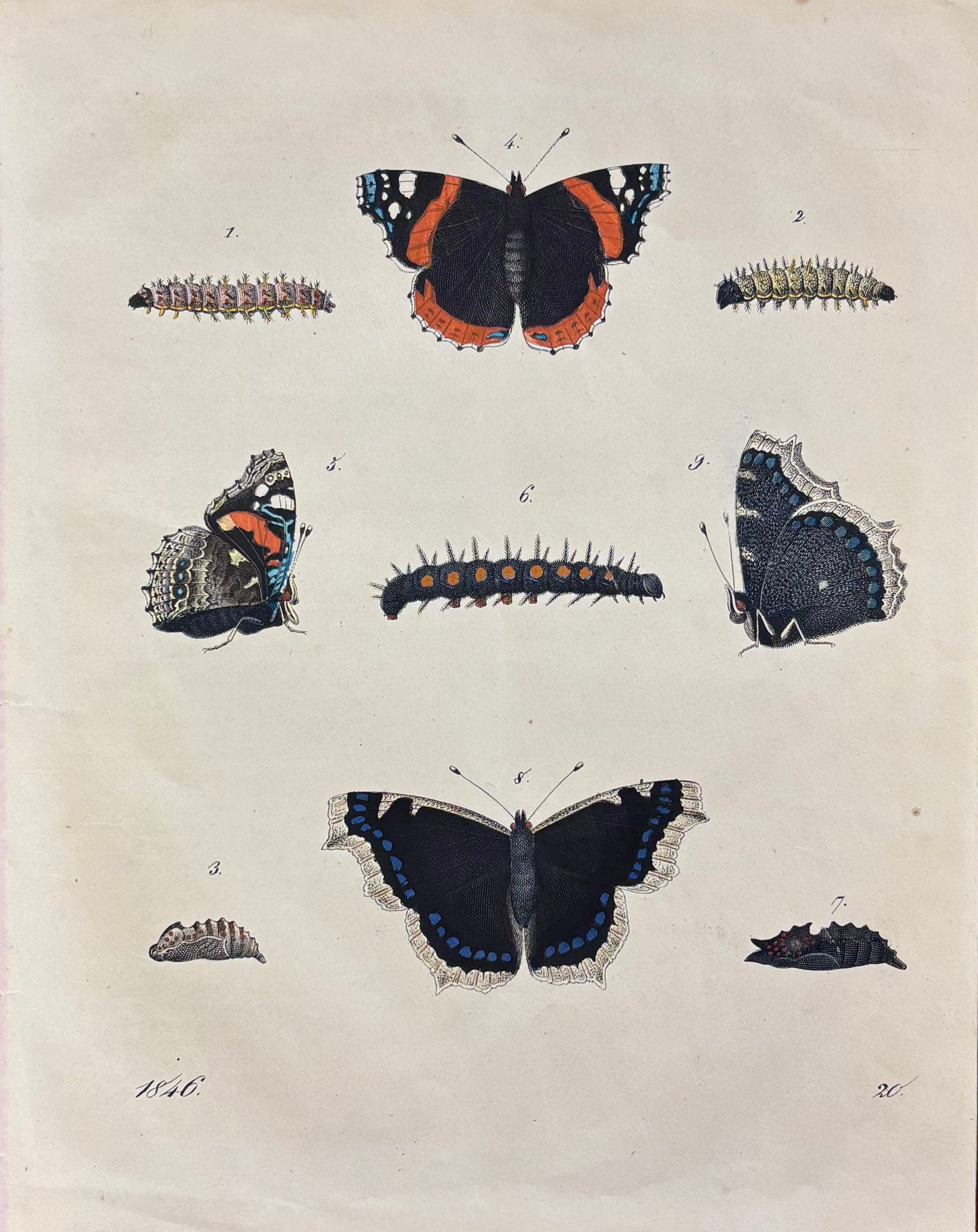 Butterflies and Caterpillars by Carl Hoffman