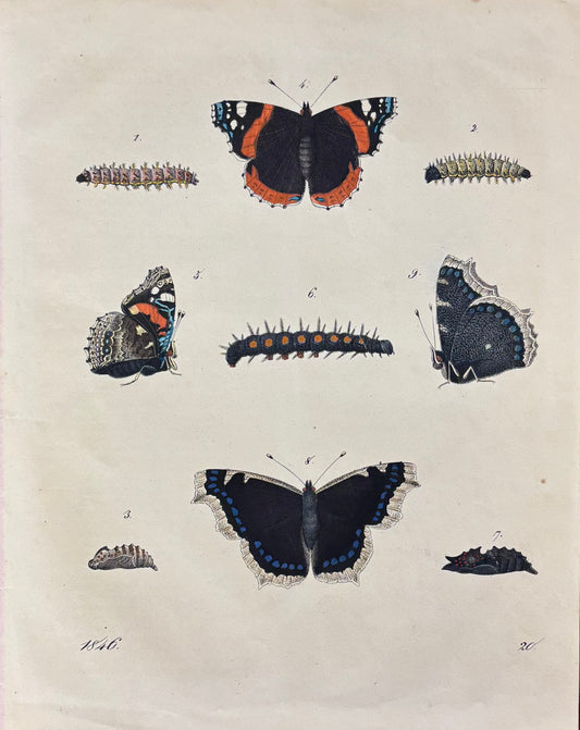 Butterflies and Caterpillars by Carl Hoffman