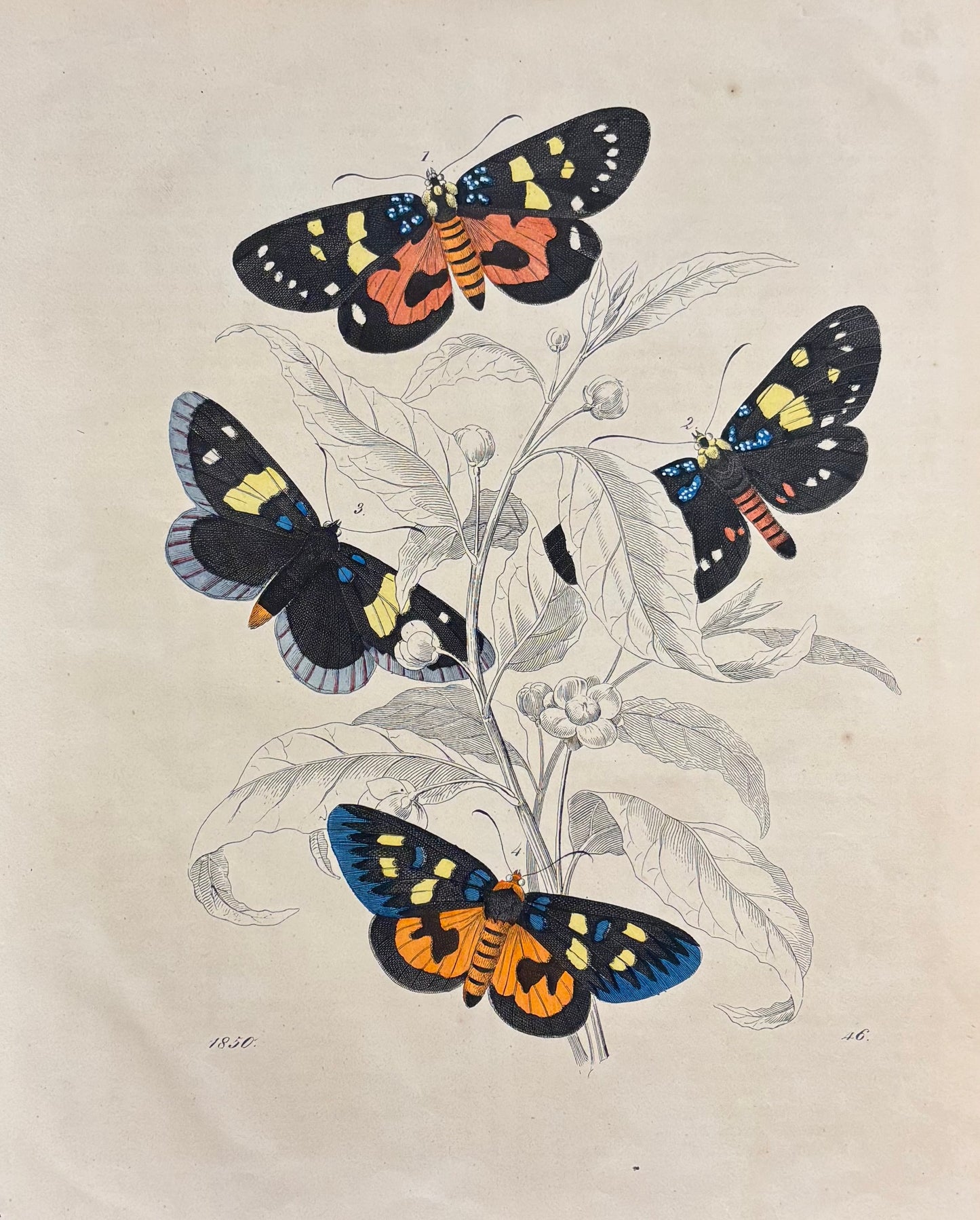 Butterflies and Plants by Carl Hoffman