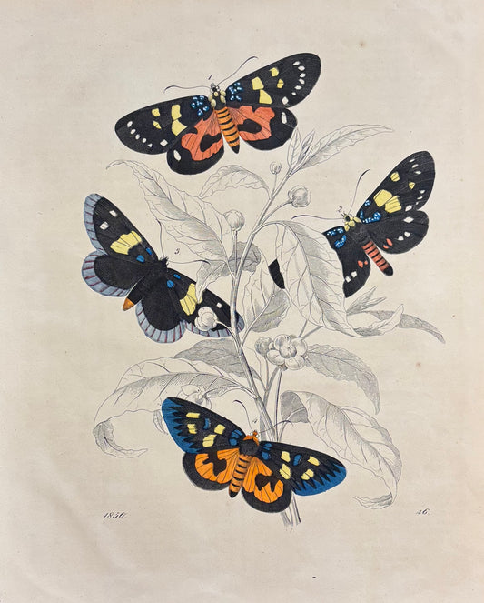 Butterflies and Plants by Carl Hoffman