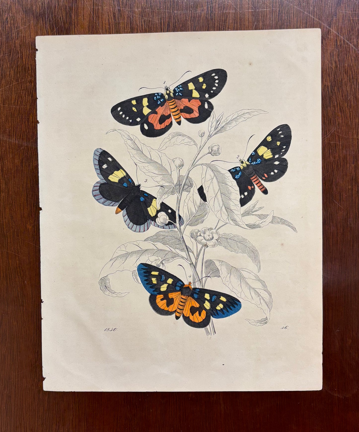 Butterflies and Plants by Carl Hoffman