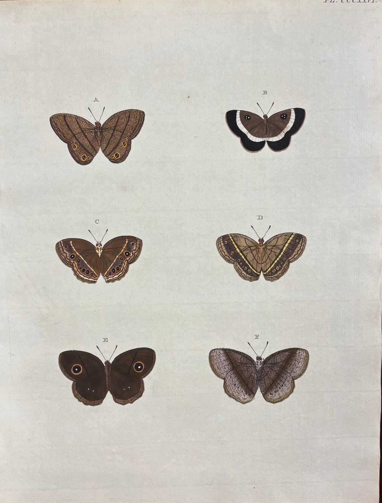 Butterflies (Pl. CCCXXXVI) by Gerrit Wartenaar Lambertz
