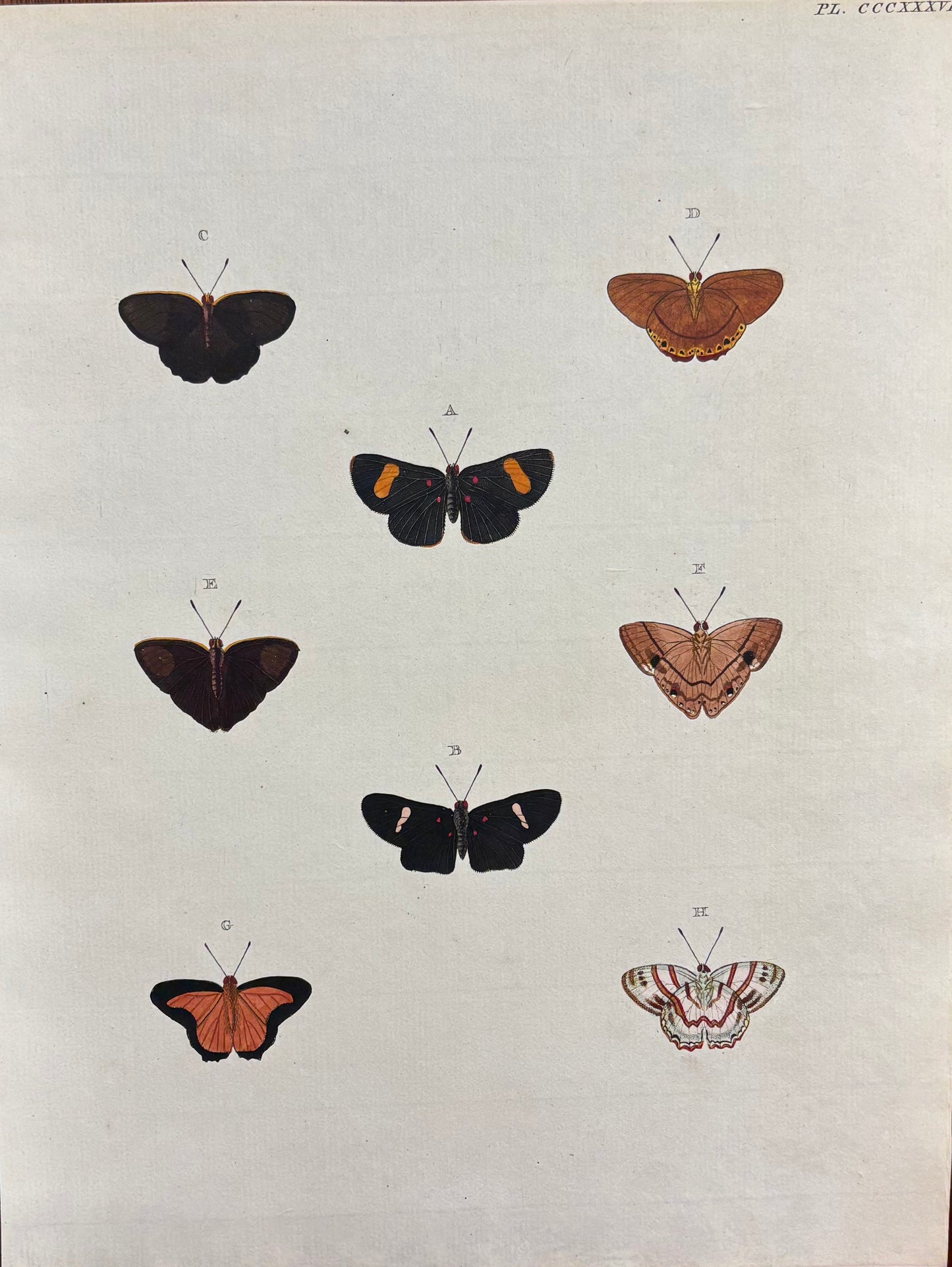 Butterflies (Pl. CCCXXXV) by Gerrit Wartenaar Lambertz