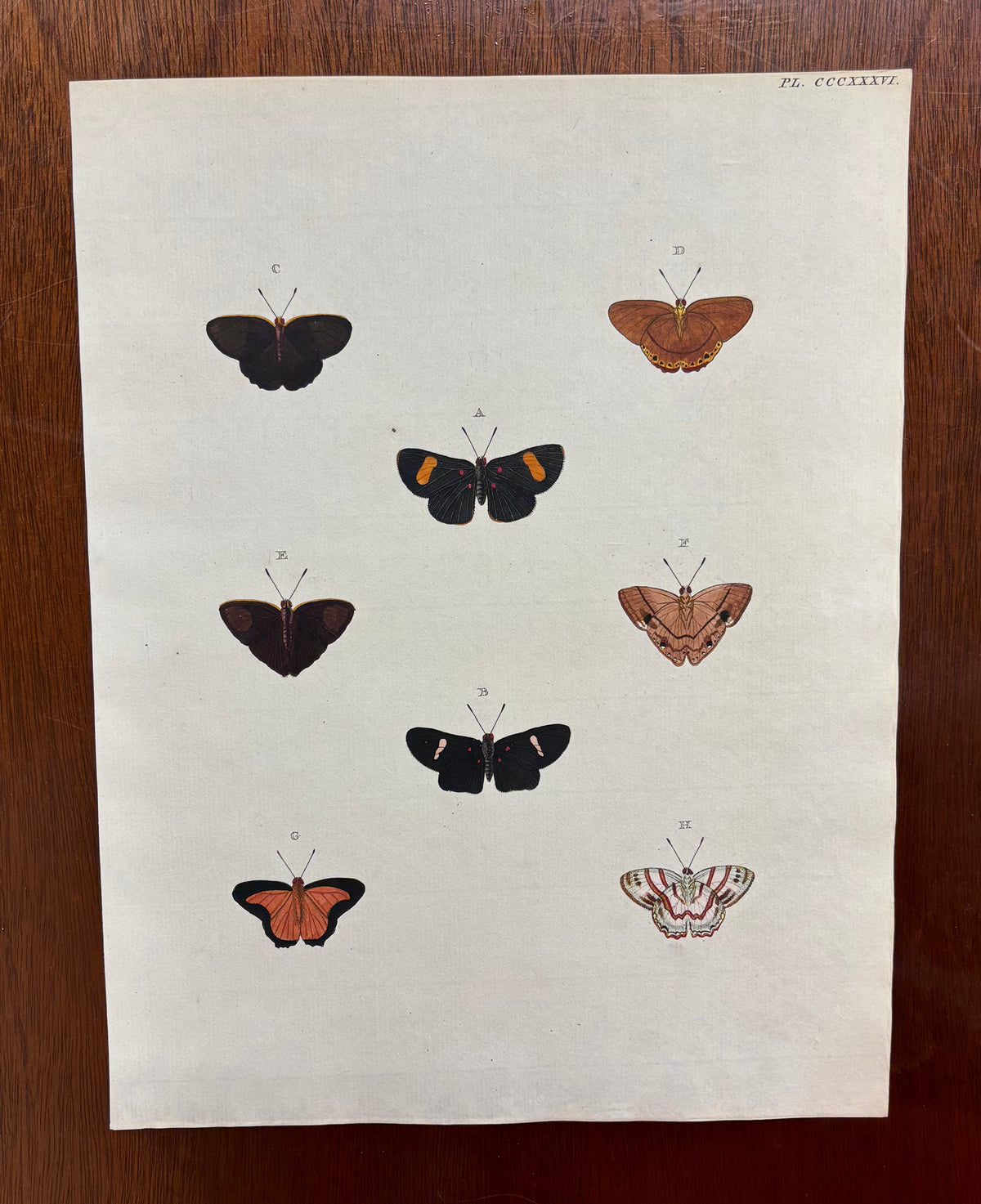 Butterflies (Pl. CCCXXXV) by Gerrit Wartenaar Lambertz