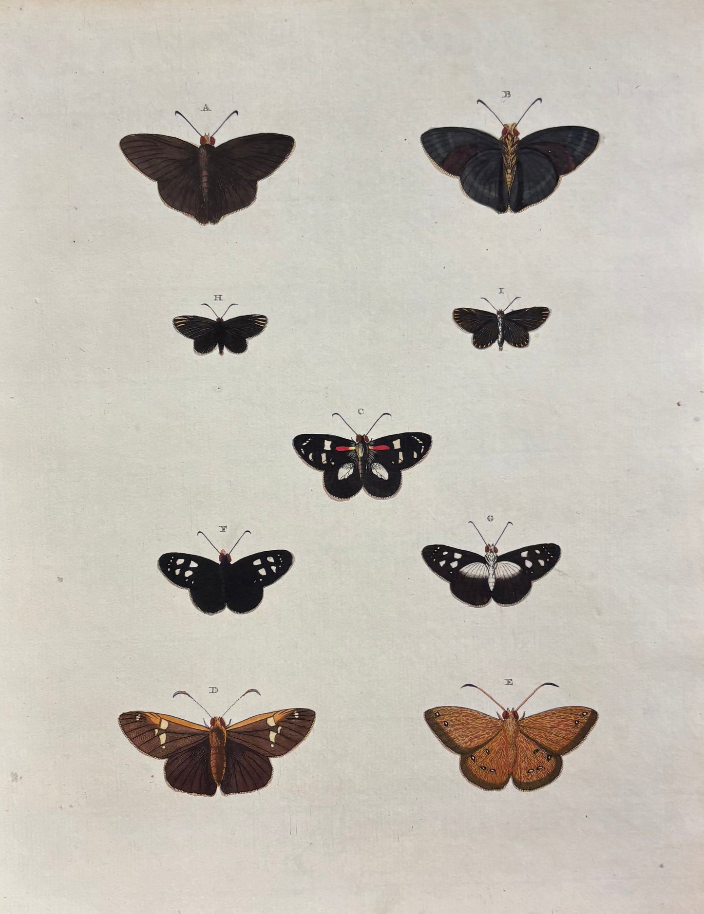 Butterflies (Pl. CCCXCIX) by Gerrit Wartenaar Lambertz