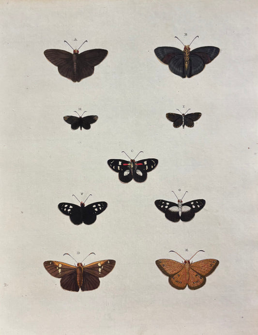 Butterflies (Pl. CCCXCIX) by Gerrit Wartenaar Lambertz
