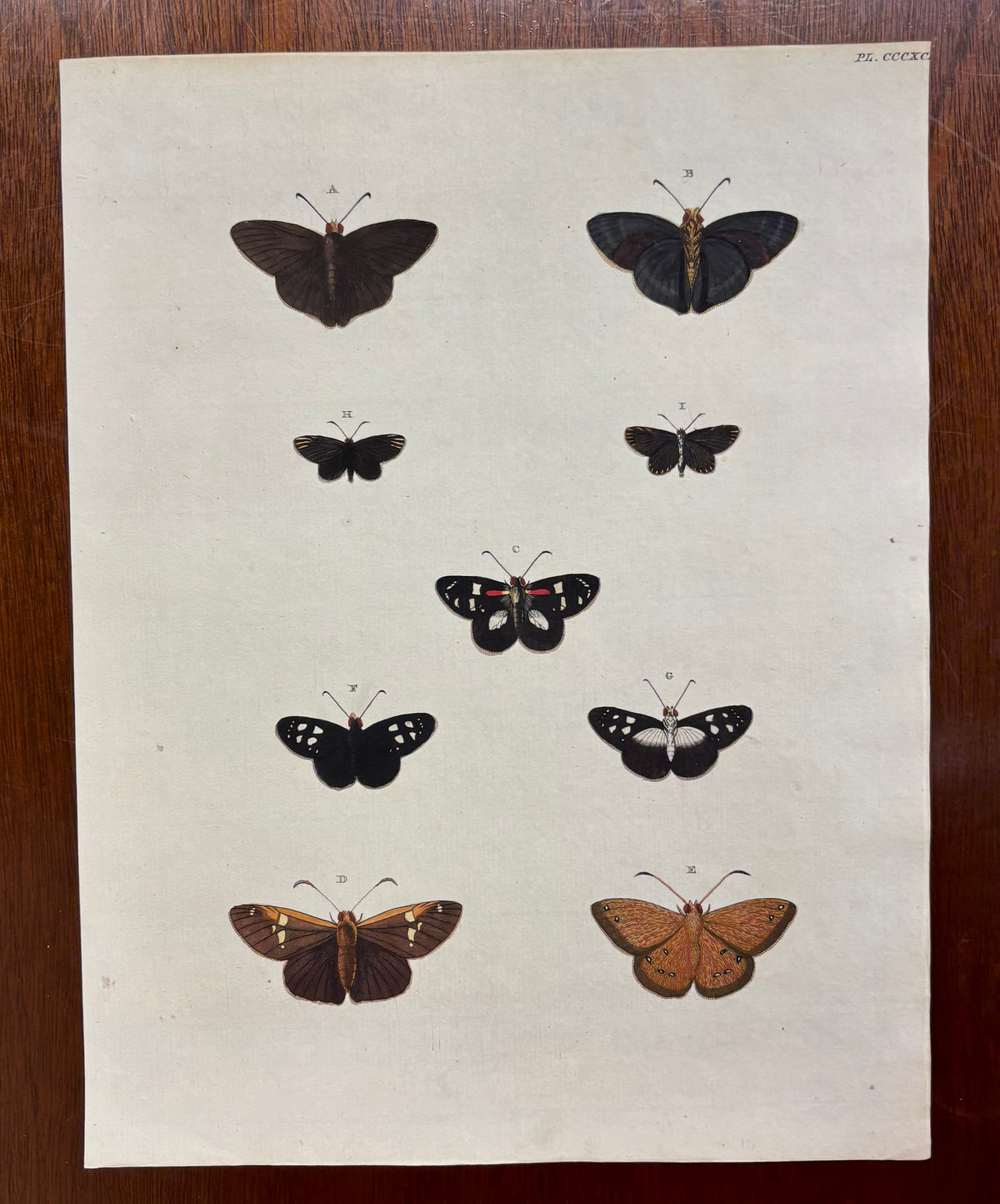 Butterflies (Pl. CCCXCIX) by Gerrit Wartenaar Lambertz
