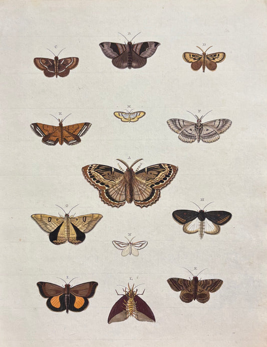 Butterflies (Pl. CCCXCIX) by Gerrit Wartenaar Lambertz