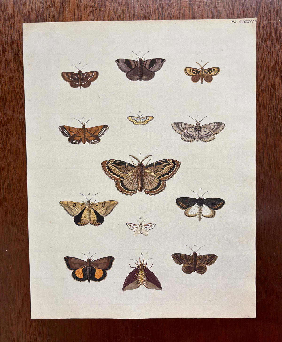 Butterflies (Pl. CCCXCIX) by Gerrit Wartenaar Lambertz