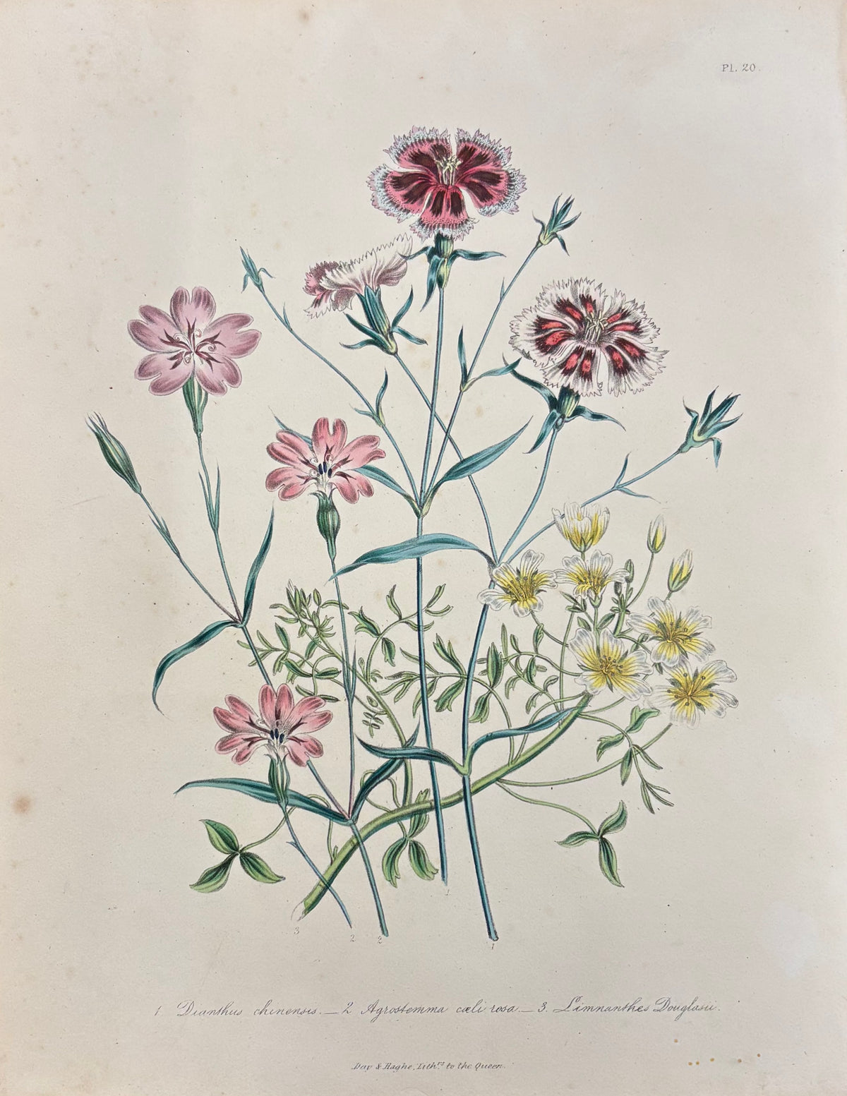 Pl. 20 by Jane Webb Loudon