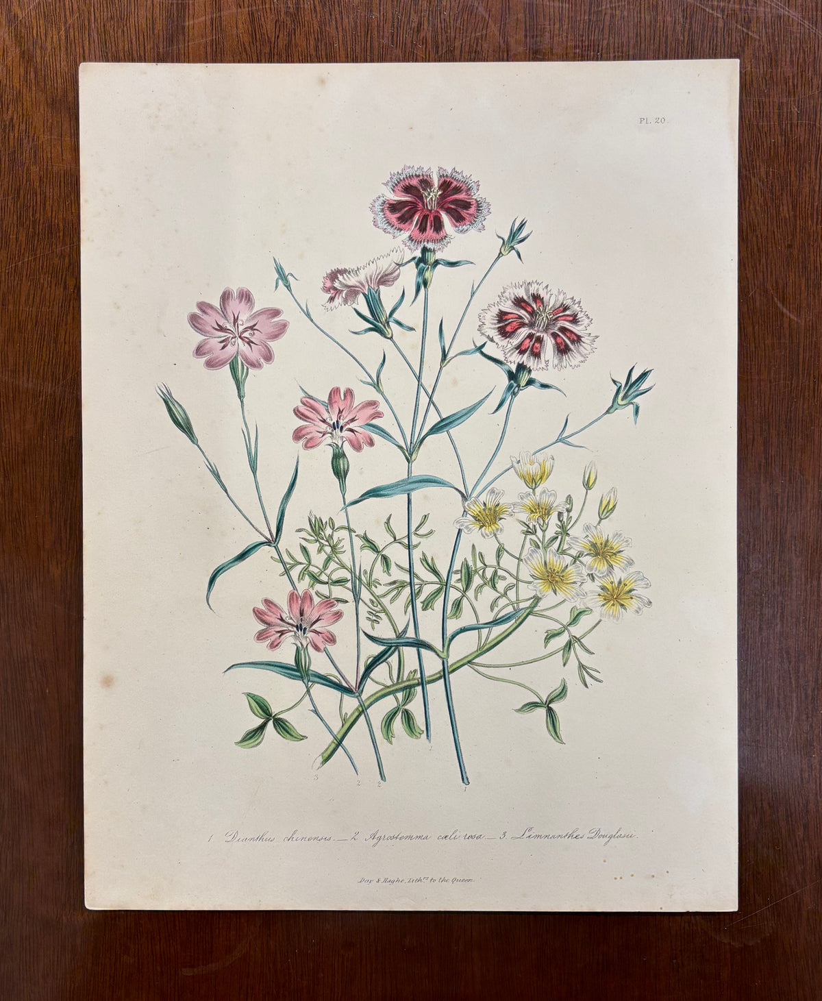 Pl. 20 by Jane Webb Loudon