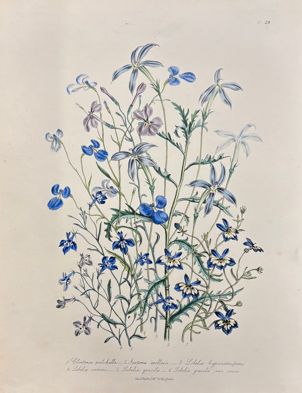 Pl. 29 by Jane Webb Loudon
