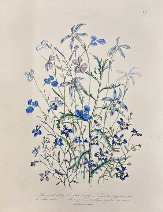 Pl. 29 by Jane Webb Loudon
