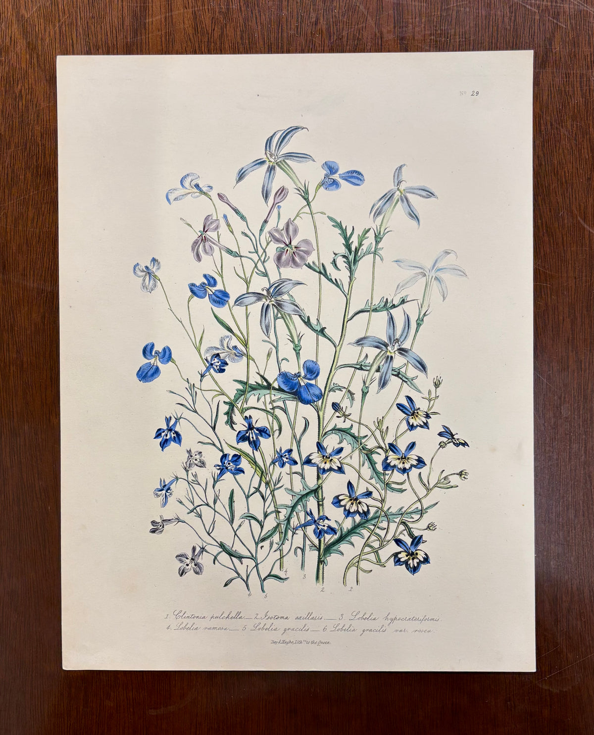 Pl. 29 by Jane Webb Loudon