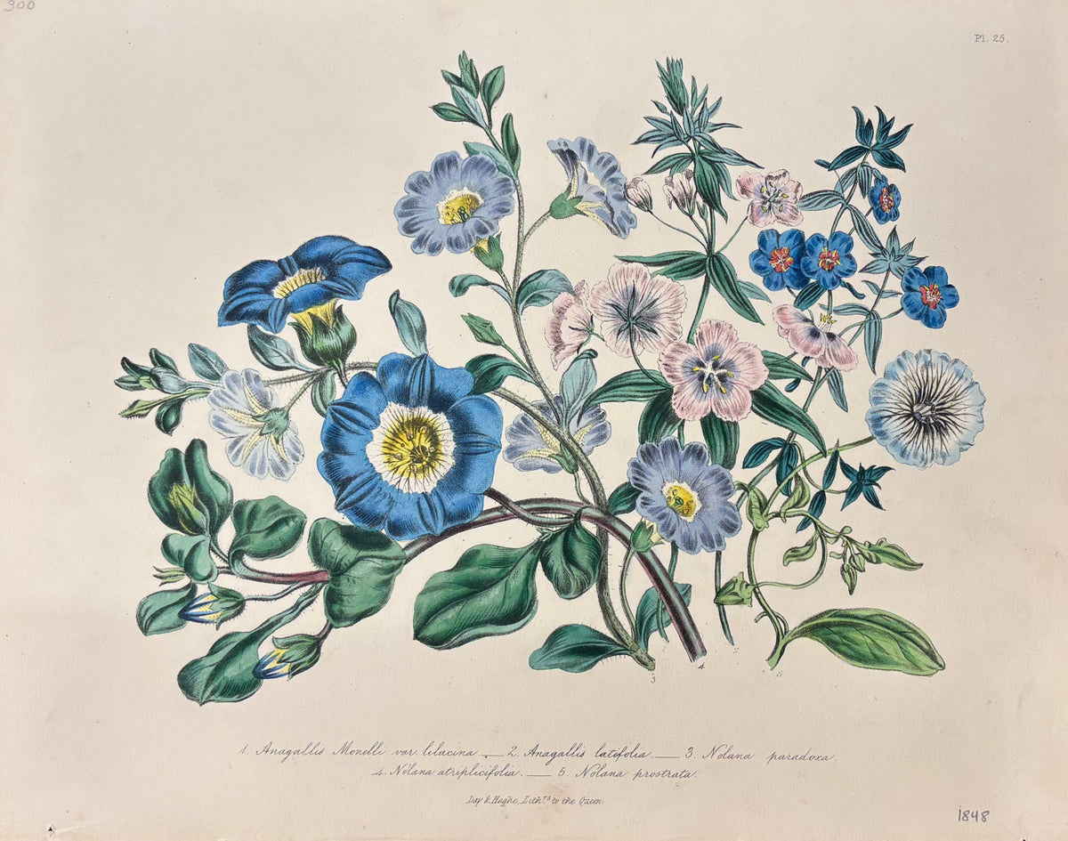 Pl. 25 by Jane Webb Loudon