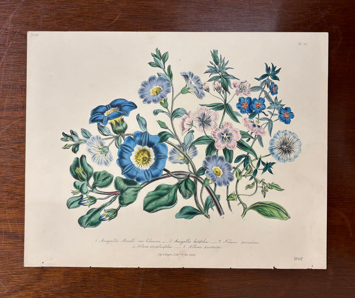 Pl. 25 by Jane Webb Loudon