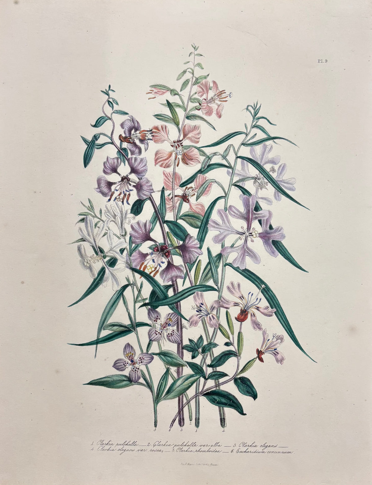 Pl. 9 by Jane Webb Loudon