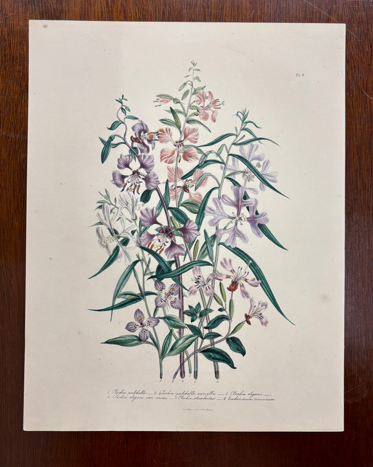 Pl. 9 by Jane Webb Loudon