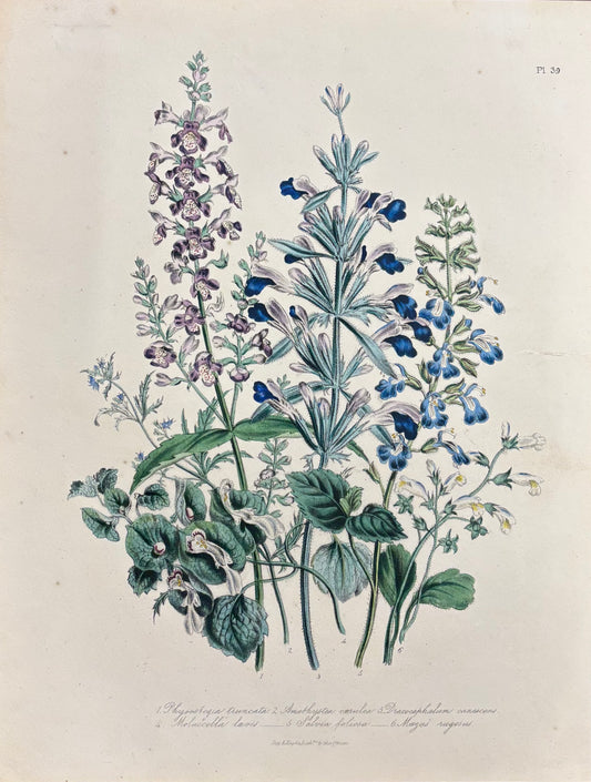 Pl. 39 by Jane Webb Loudon