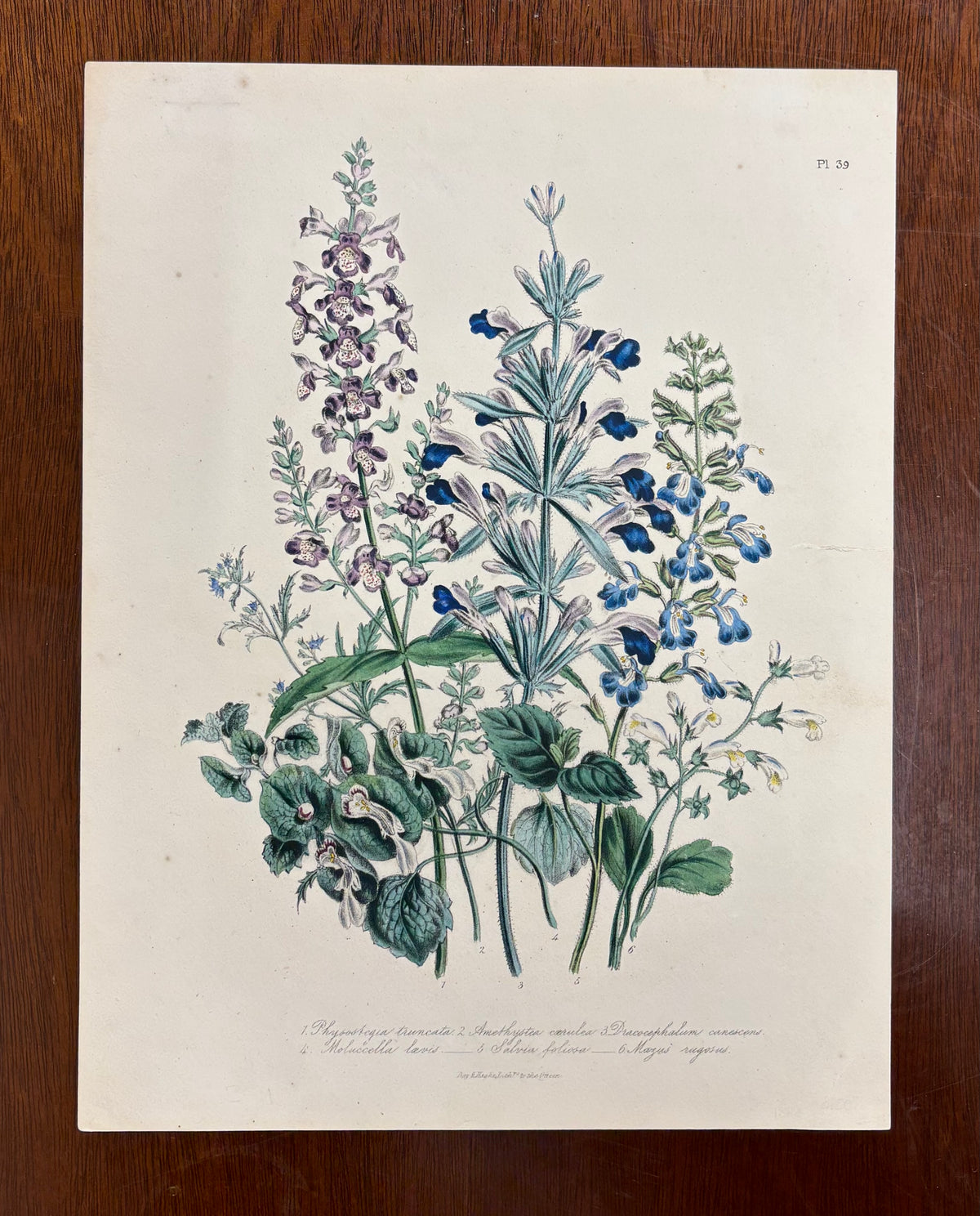 Pl. 39 by Jane Webb Loudon