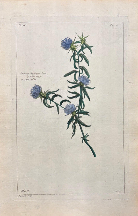 Centaurea calcitrapa Linn. by Pierre- Joseph Buc’hoz