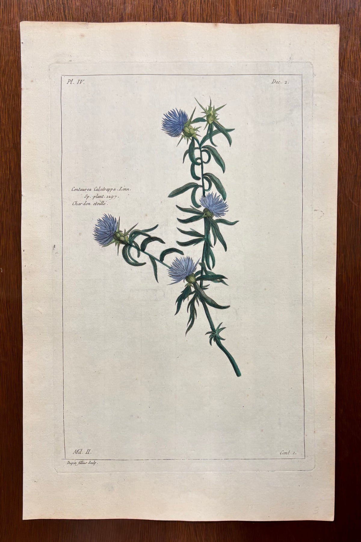 Centaurea calcitrapa Linn. by Pierre- Joseph Buc’hoz