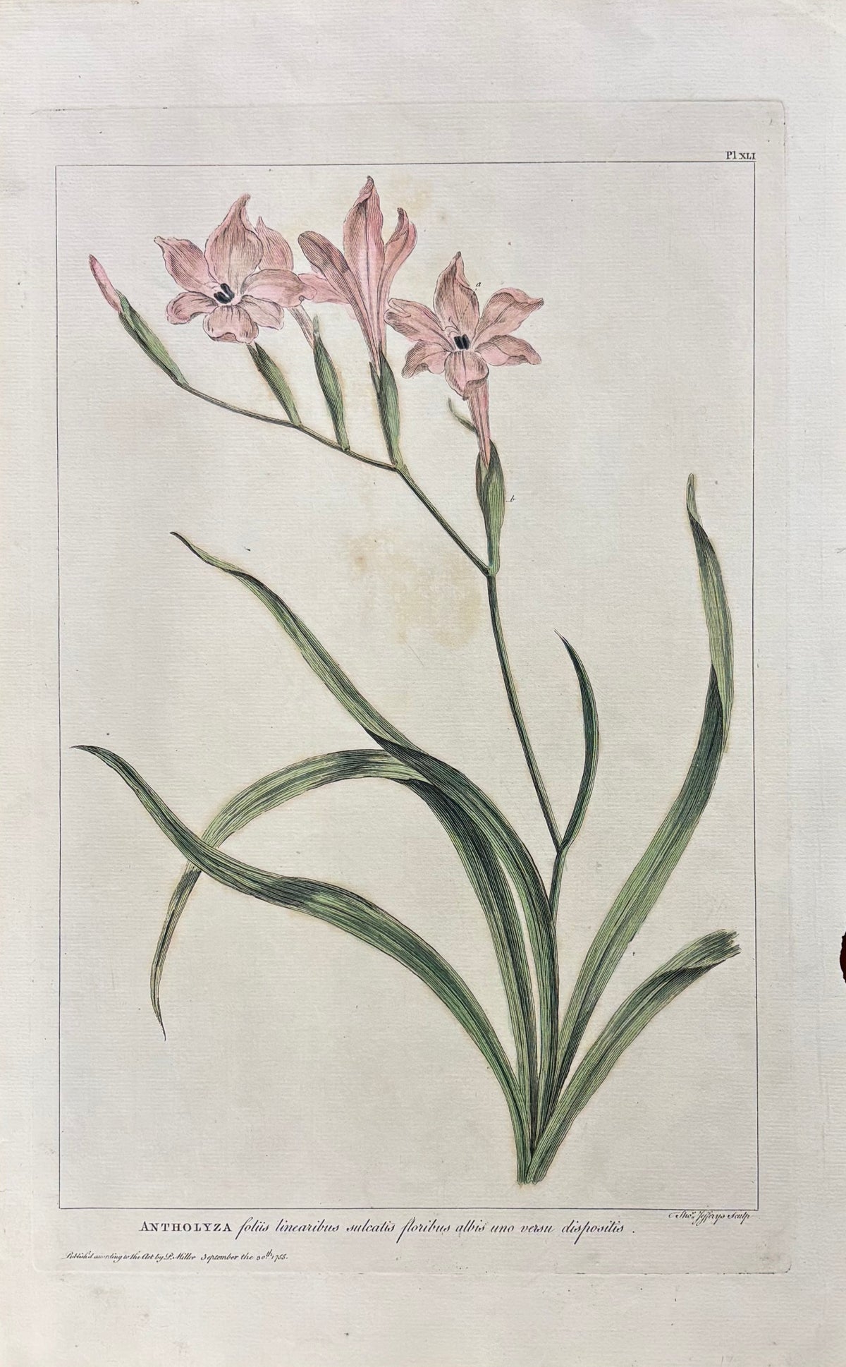 Pl. XLI by Thomas Jefferys after Philip Miller