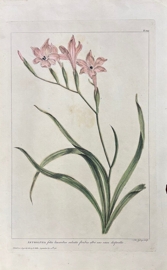 Pl. XLI by Thomas Jefferys after Philip Miller