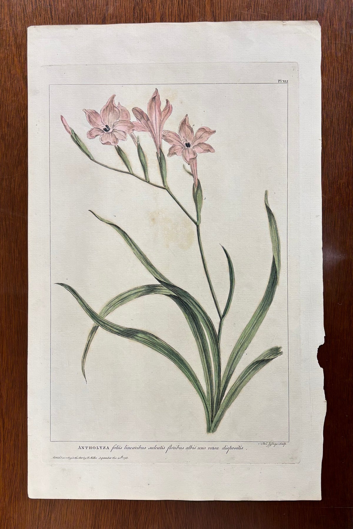 Pl. XLI by Thomas Jefferys after Philip Miller